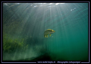 Sunlight on a Pike Fish... :O)... by Michel Lonfat 